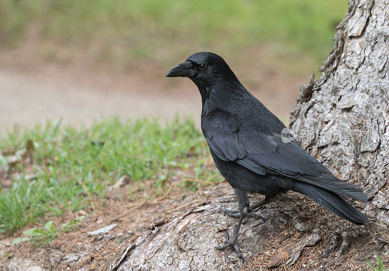 腐肉乌鸦(Corvus corone)